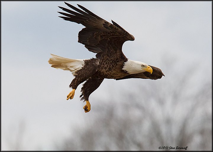 _2SB4055 american bald eagle.jpg